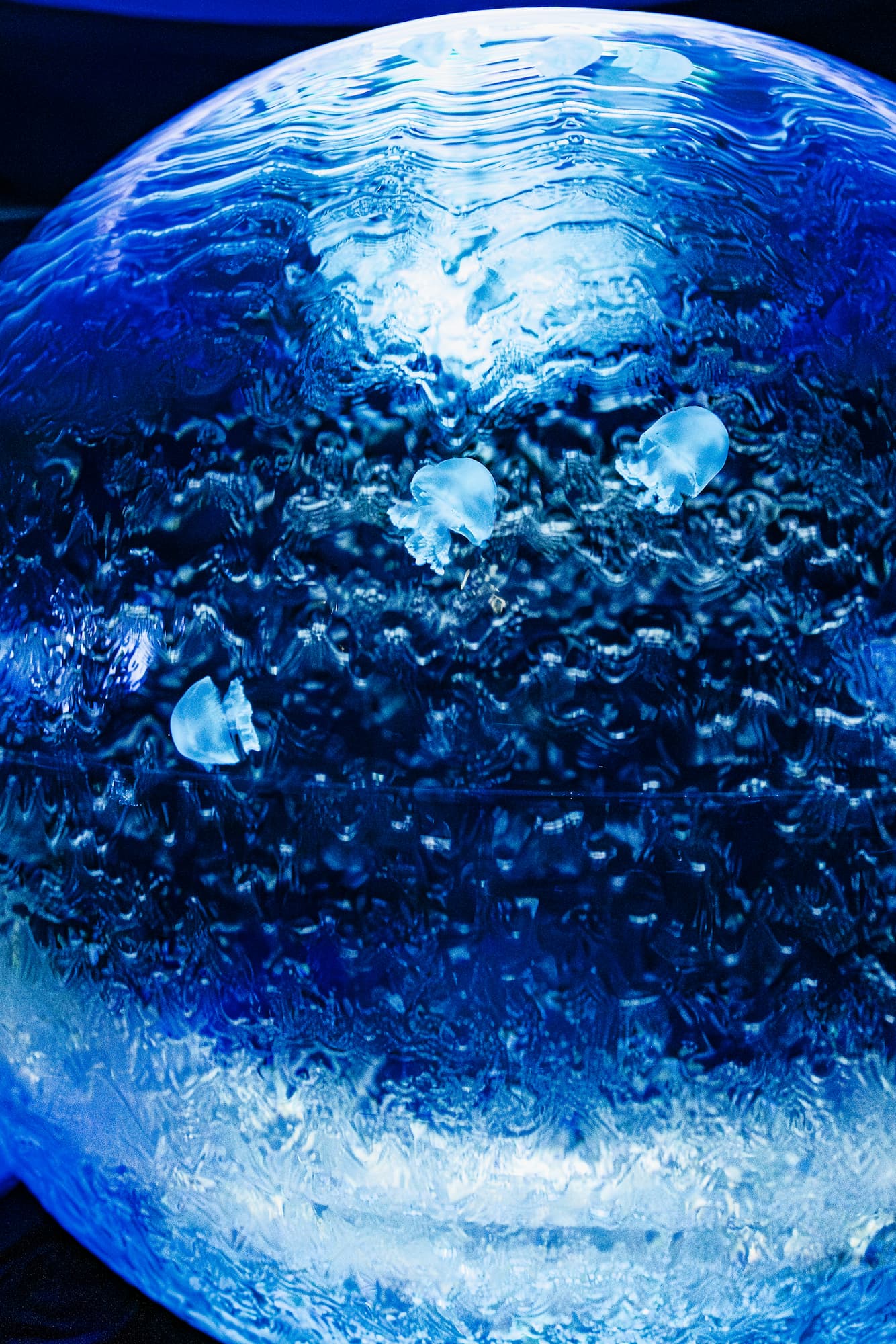 【RF24-240mm f4-6.3 is usm】レビュー・作例【EOS RP】